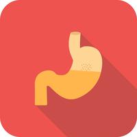 Stomach Flat Long Shadow Icon vector
