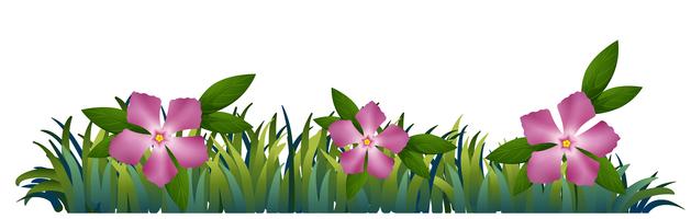 Pink periwinkle flowers in the garden vector