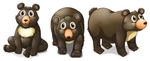 Black bears vector