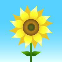 Sunflower vector illustration