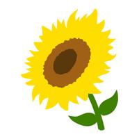 Sunflower vector illustration