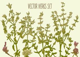Herbs_1 vector