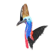 Cassowary vector drawing isolated against white background.