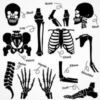 Collection Human Skeleton vector