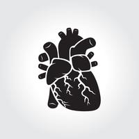 Heart anatomy symbol vector
