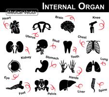 Ícono interno del órgano (corazón, útero (matriz), cerebro, rodilla, riñón, cráneo, cuello, diente, tórax, ojo, estómago, manos, pulmón, pie, pelvis, hígado, columna vertebral) (ícono médico y científico) vector