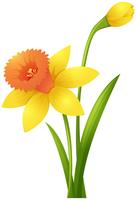 Daffodil flowers in yellow color vector