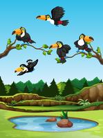 Toucan bird in nature vector