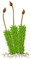 Moss plant with roots vector