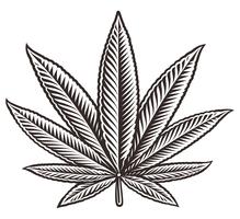 Vector illustration of a cannabis leaf
