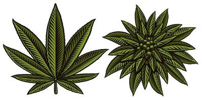 Vector illustration of cannabis leafs
