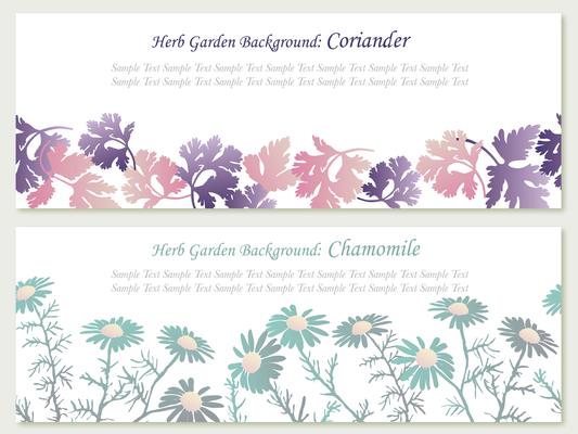 Set of two vector seamless background illustrations with herbs: coriander and chamomile.