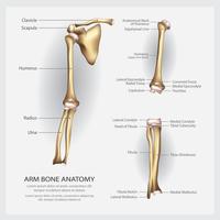 Brazo anatomía ósea con ilustración vectorial de detalle vector