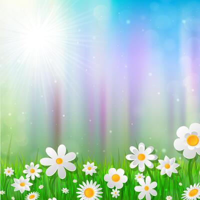Spring background with white flowers in the grass.