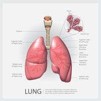 Pulmón con ilustración vectorial de detalle vector