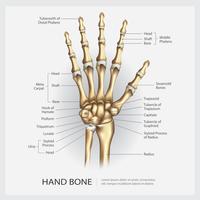 Hand Bone with Detail Vector Illustration