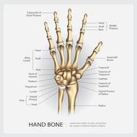 Hueso de la mano con ilustración vectorial de detalle vector