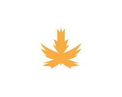 Maple leaf vector illustration