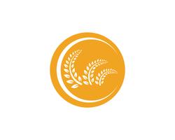Agricultura trigo Logo plantilla vector icono diseño de la aplicación