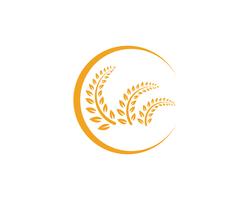 Agricultura arroz comida comida logotipo y símbolos plantilla iconos vector