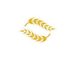 Agriculture wheat vector