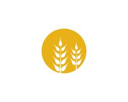 Agriculture wheat vector