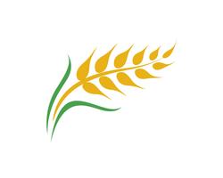 Agriculture wheat vector