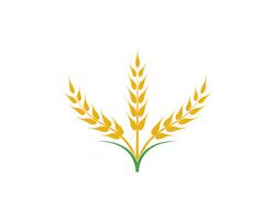 Agriculture wheat vector