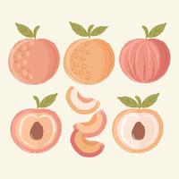 Vector Hand Drawn Peaches