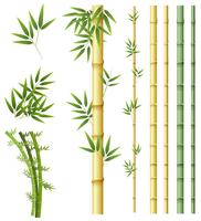 Set of bamboo plant vector