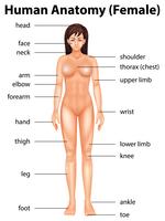 Partes del cuerpo humano vector