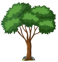 Árbol aislado sobre fondo blanco vector