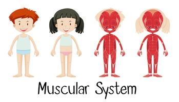 Sistema muscular de niño y niña vector