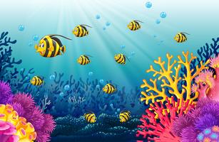 Lots of fish under the sea vector