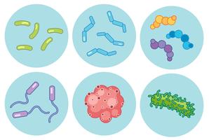 Colección de varias bacterias magnificadas vector
