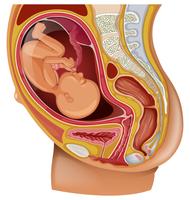Diagrama que muestra al niño en el vientre de la mujer vector