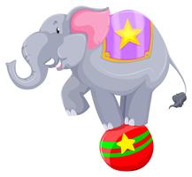 Elefante gris balanceándose sobre la pelota. vector