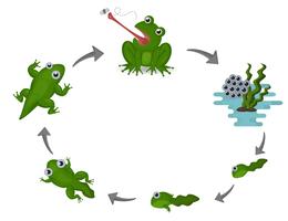 Life cycle of frog vector