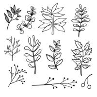 Elementos botánicos dibujados a mano. vector