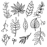 Botanical hand drawn elements