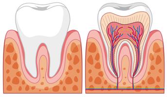 Conjunto de diagramas de dientes. vector