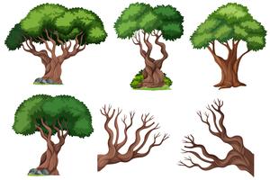 Set of ornamental  tree vector