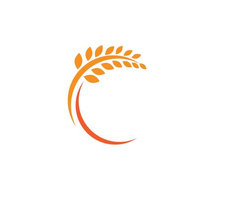 Agriculture wheat Logo Template,healthy life logo vector icon 