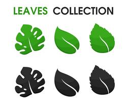 Beautiful shapes of leaves and shadows vector