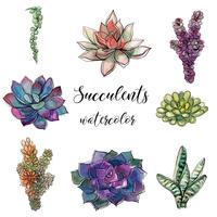 Set of succulents. Watercolor. Graphics.Isolated objects. Vector illustration.
