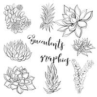 Succulents. Graphics. Coloring book. Black. Vector illustration.
