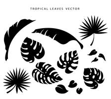 conjunto de ilustración de vector de hojas tropicales