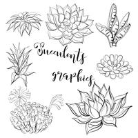 Succulents. Graphics. Coloring book. Black. Vector illustration.