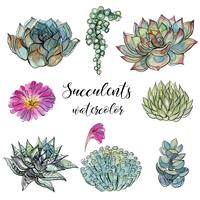 Set of succulents. Watercolor. Graphics.Isolated objects. Vector illustration.