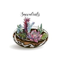 Succulents in glass aquariums. Flower decorative compositions. Graphics. Watercolor. Vector. vector